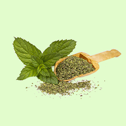 Mentha spicata